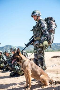 神犬奇兵在线观看,忠诚守护,勇闯天涯的军犬传奇