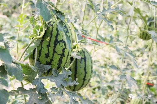 最新吃瓜爆料网红是谁,揭秘最新吃瓜爆料主角是谁?  第2张 最新吃瓜爆料网红是谁,揭秘最新吃瓜爆料主角是谁?  第2张